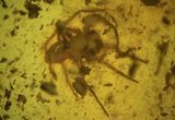 Detailed Fossil Spider (Aranea) In Baltic Amber #84605-2